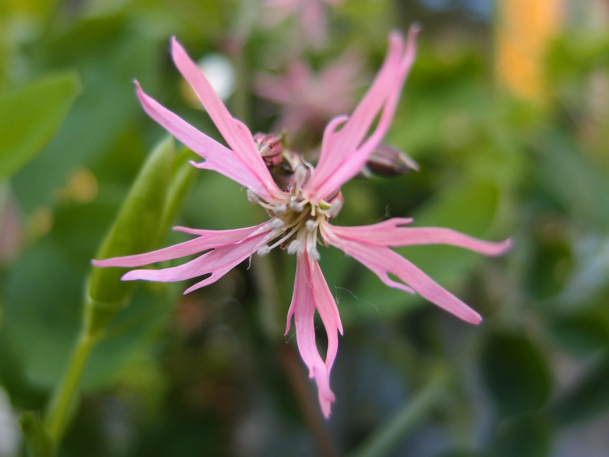 2019-04-24 wendel - der Garten